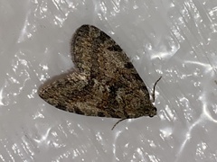 Hydriomena nubilofasciata