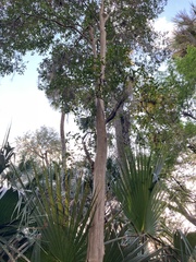 Myrcianthes fragrans