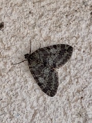 Hydriomena nubilofasciata
