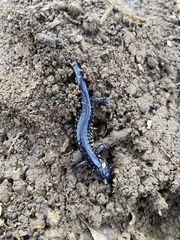 Plethodon mississippi