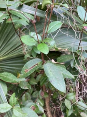 Myrcianthes fragrans