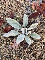 Verbascum thapsus