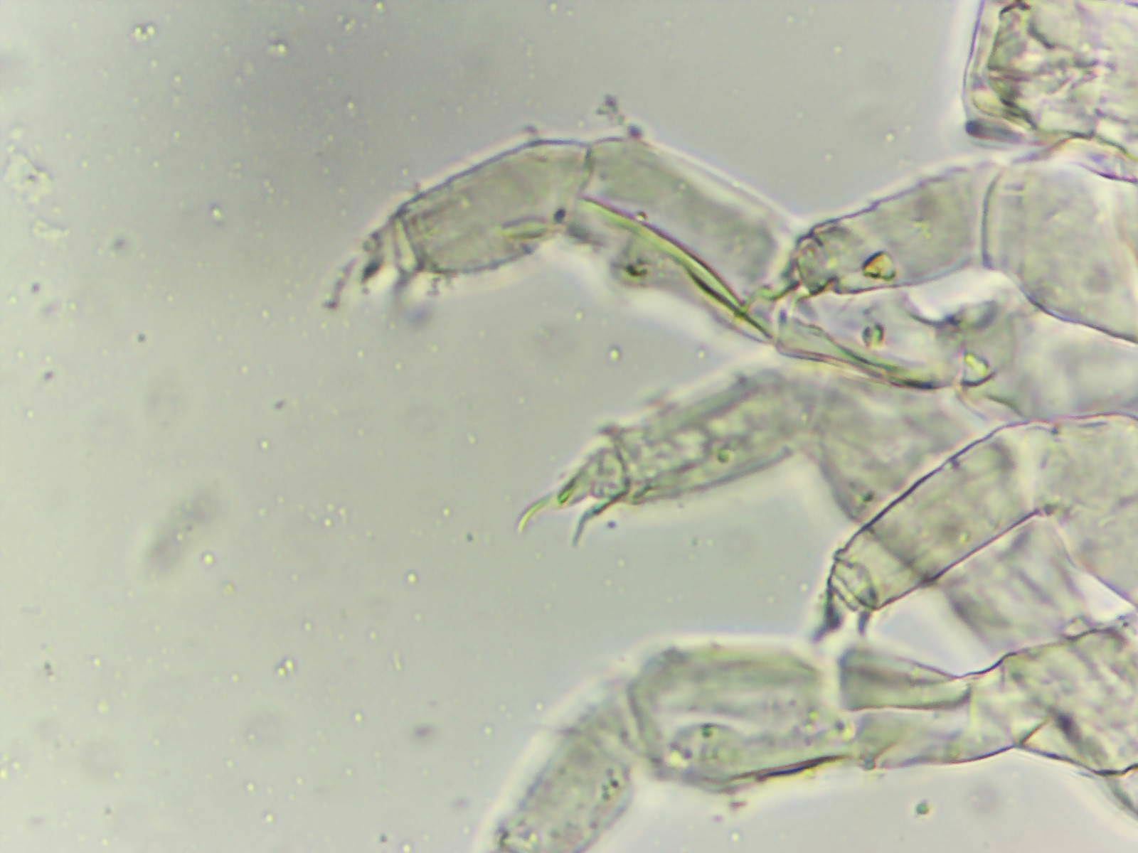 Megalothorax incertus C.Börner, 1903