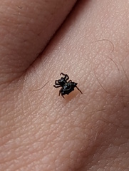 Gasteracanthinae