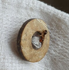 Colobopsis macrocephala