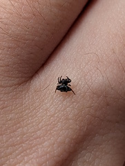 Gasteracanthinae
