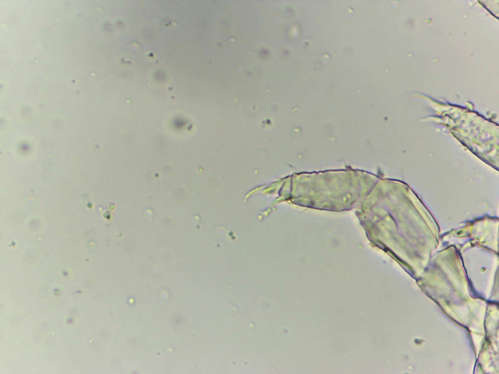 Megalothorax incertus C.Börner, 1903
