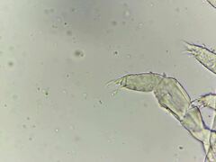 Megalothorax incertus