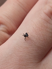 Gasteracanthinae