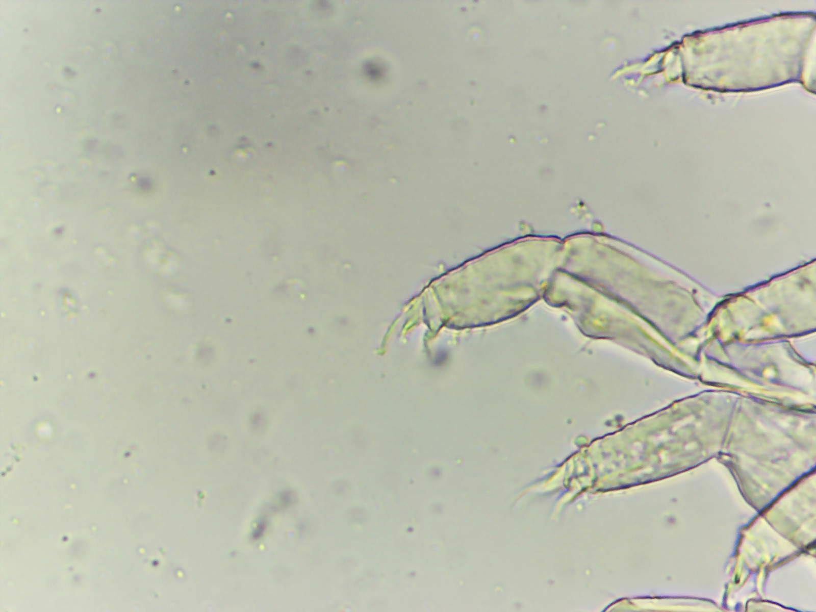 Megalothorax incertus C.Börner, 1903