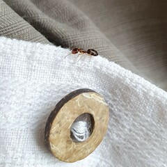 Colobopsis macrocephala