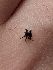 Gasteracanthinae