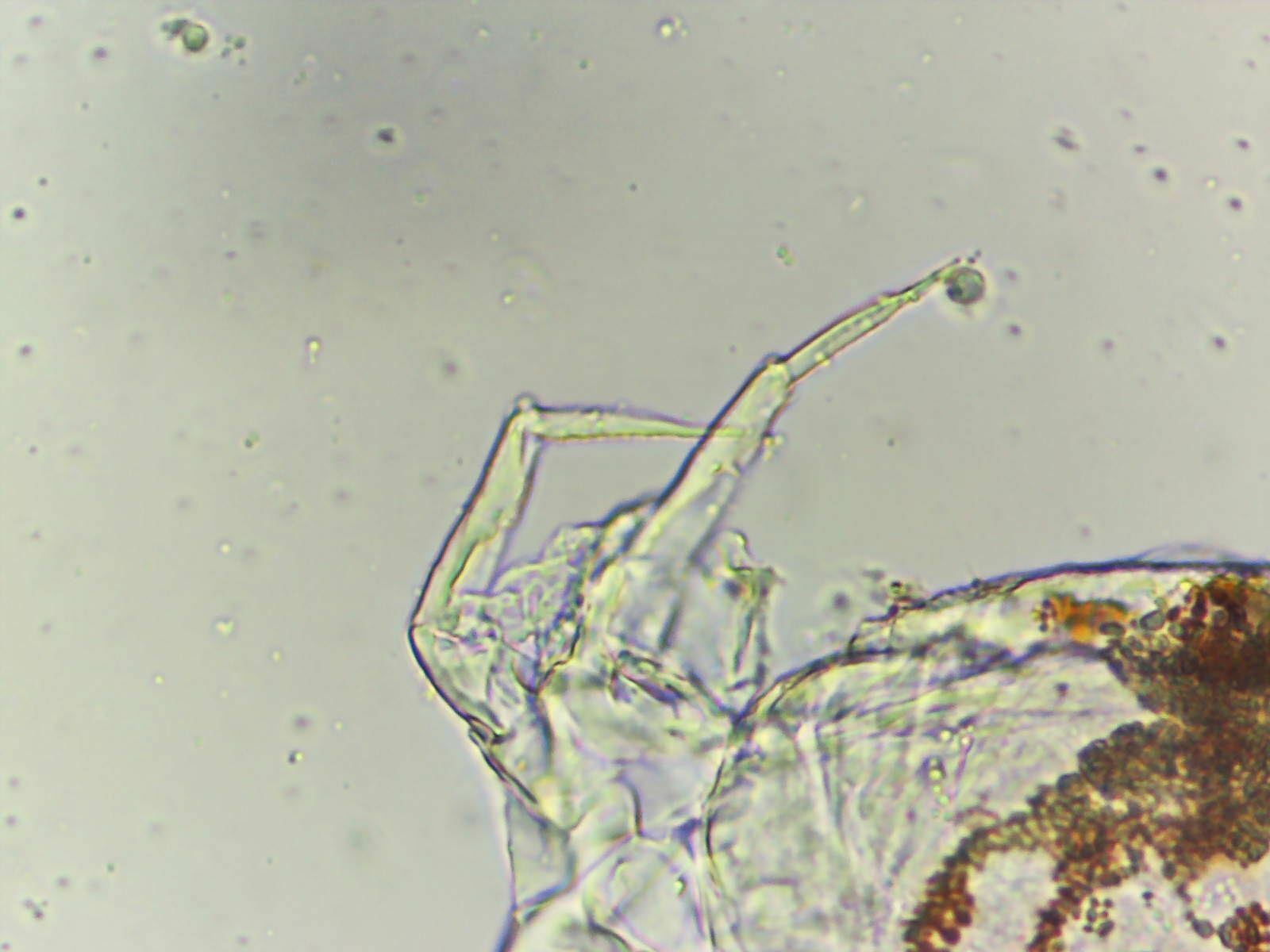 Megalothorax incertus C.Börner, 1903