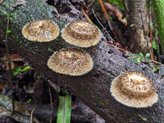 Lentinus