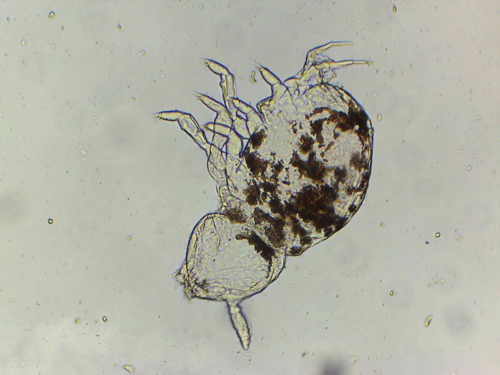 Megalothorax incertus C.Börner, 1903