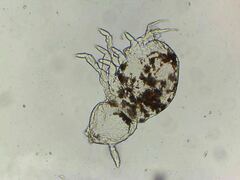 Megalothorax incertus