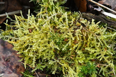 Hypnum jutlandicum