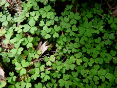 Oxalis magellanica