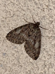 Hydriomena nubilofasciata