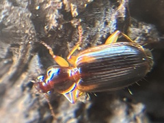 Cymindis limbata