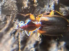 Cymindis limbata