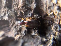 Cymindis limbata