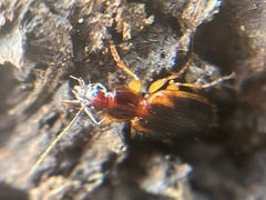 Cymindis limbata