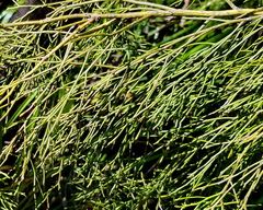 Exocarpos cupressiformis