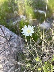 Rafinesquia californica