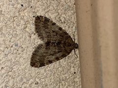 Hydriomena nubilofasciata