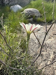 Rafinesquia californica