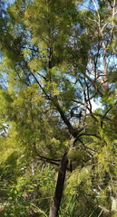 Exocarpos cupressiformis