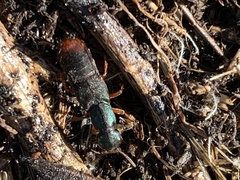 Dinothenarus saphyrinus