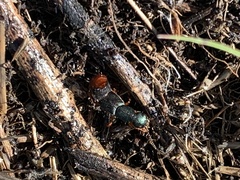 Dinothenarus saphyrinus