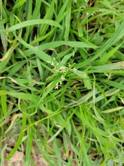 Poa annua