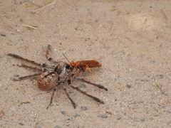 Polybetes pythagoricus