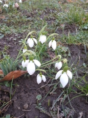 Galanthus elwesii