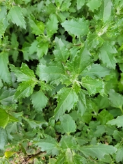 Chenopodiastrum murale