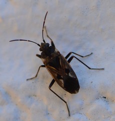 Rhyparochromus vulgaris