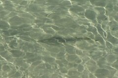 Pseudobatos productus