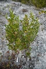Morella cerifera