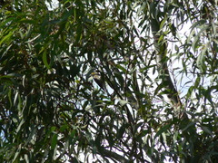 Setophaga coronata auduboni