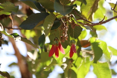 Dipterocarpus alatus