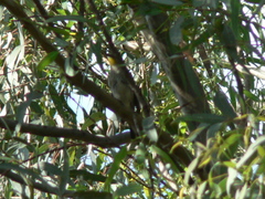 Setophaga coronata auduboni