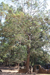 Dipterocarpus alatus