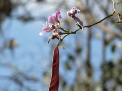 Bauhinia variegata