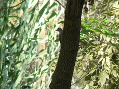 Melanerpes aurifrons