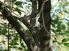 Melanerpes aurifrons