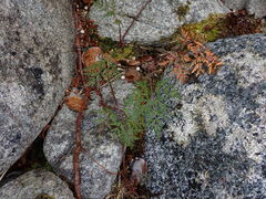 Conioselinum gmelinii