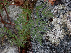 Conioselinum gmelinii